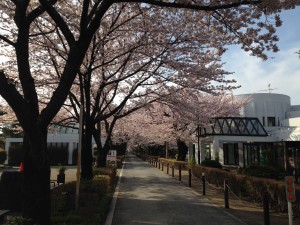 桜並木2016